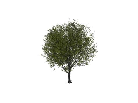 Cherry Tree 3d Model 3dsmax Files Free Download Modeling 9553 On Cadnav