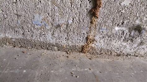 Active Termite Tunnel Youtube