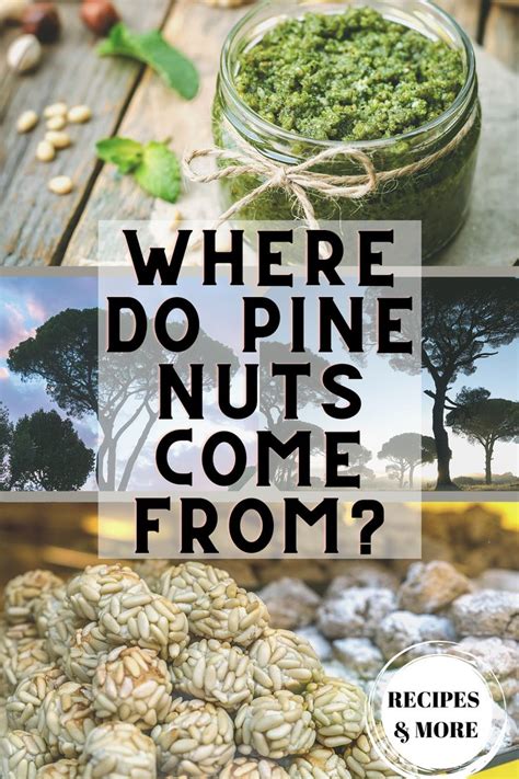 Where Do Pine Nuts Come From Pine Nut Recipes Pine Nut Recipes
