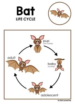 Bat Life Cycle By Lavinia Pop Teachers Pay Teachers