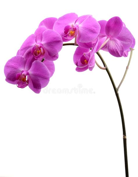 Pink Orchid Isolated On White Stock Image Image Of Macro Bloom 21596749