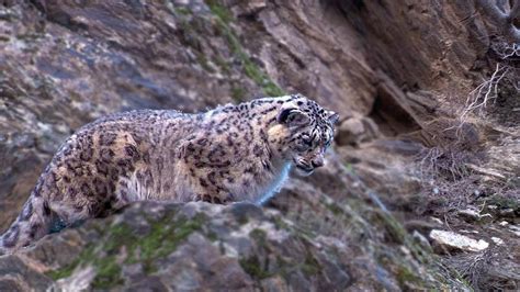Snow Leopard Hunting Amazing Video Clip Bbc Earth Youtube