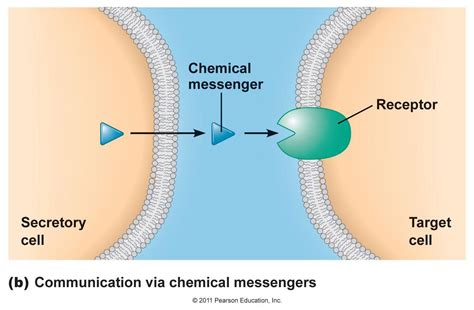 To Communicate Between Cells Many Multicellular Animals Use