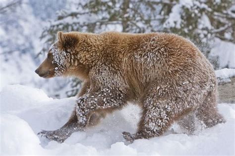 Grizzly Bear Running Through Deep Snow By Alaskafreezeframe Grizzly