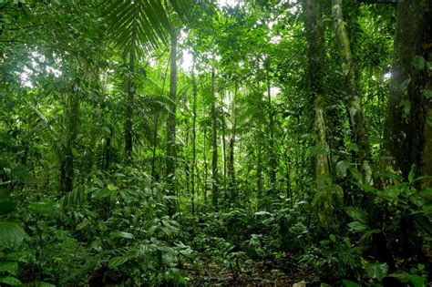 Marvelous And Informative Facts About The Rainforest For Kids 나무