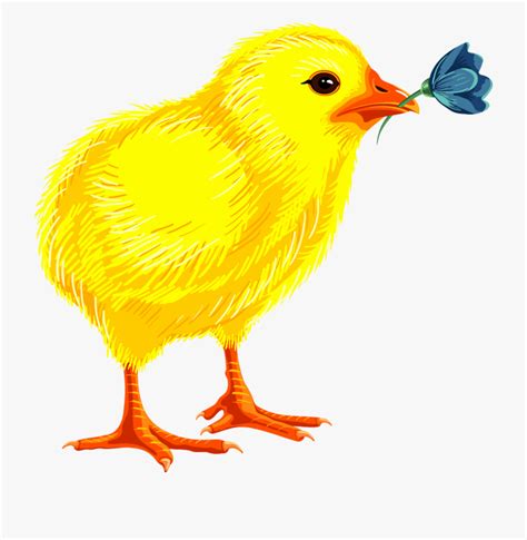 Baby Chicken Clipart Graphics 10 Free Cliparts Download Images On