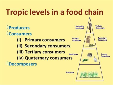 Food Chainfood Web And Ecological Pyramids Ecological Pyramid Life