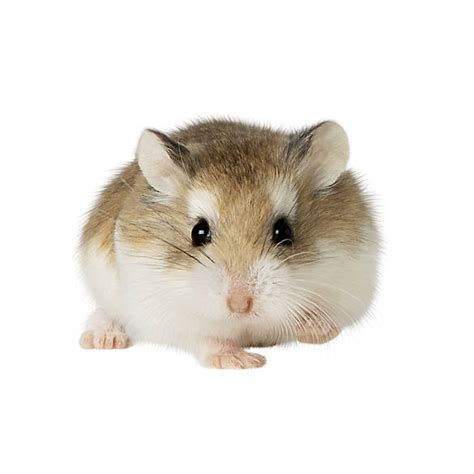 Roborovski Dwarf Hamster Small Pet Hamsters Guinea Pigs And More