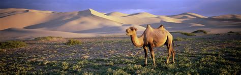 Nature Animals Wildlife Desert Camels Wallpapers Hd Desktop And