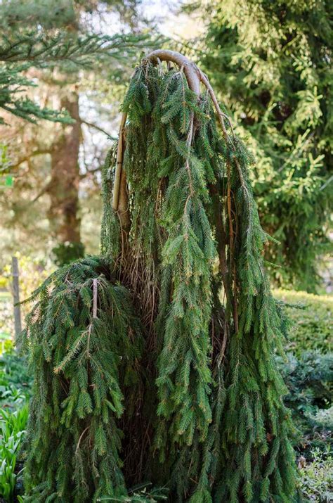 Add Grace To Your Yard With These 19 Weeping Trees In 2020 Weeping
