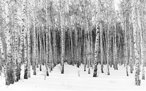 The Birches By Margo Rita 500px White Birch Trees Black And White