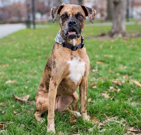 Popular Catahoula Mixes Youll Love Petsguided