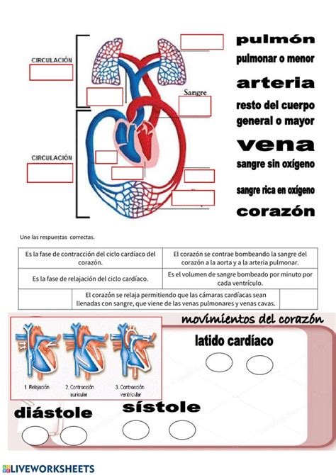 Ejercicio De Circulatorio 1 Aparato Circulatorio Educación Para La