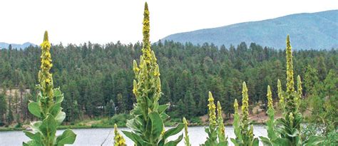 Apps Help Identify Invasive Weeds The Western Producer