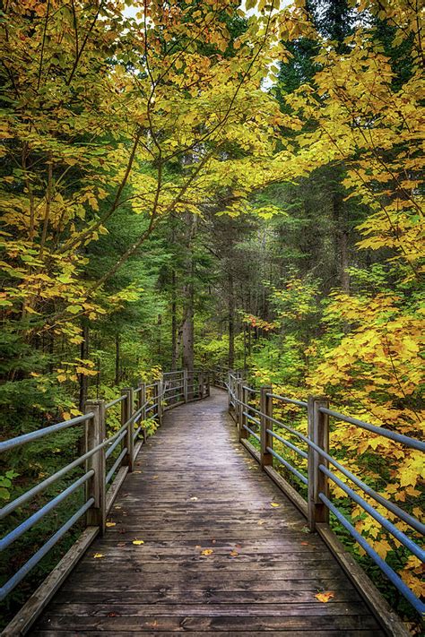 Autumn Pathway Photograph By Susan Rissi Tregoning Fine Art America