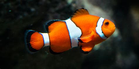 How To Care For The Fish Of Finding Nemo And Finding Dory Bulk Reef
