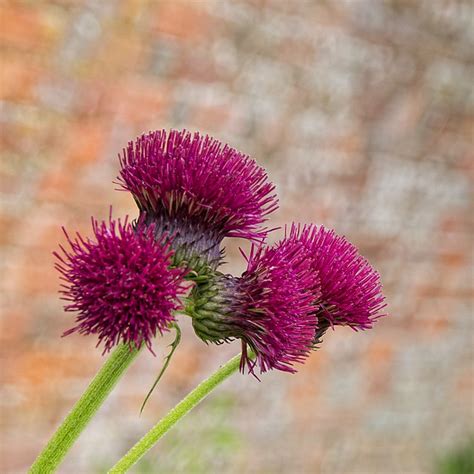 Red Thistle Flickr Photo Sharing