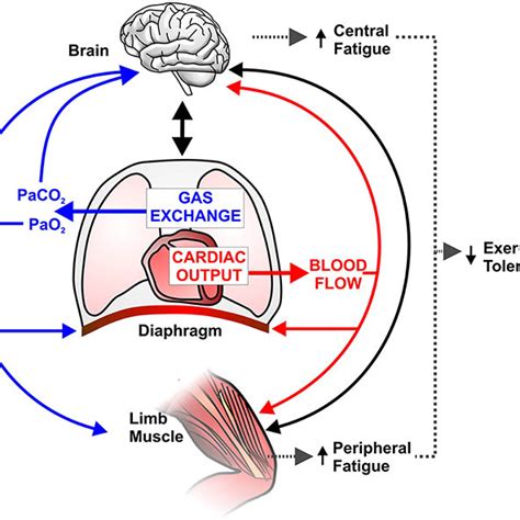 Schematic Representation Of Potential Negative Cardiopulmonary