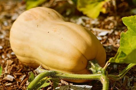 How To Grow Butternut Squash In A Container Grower Today