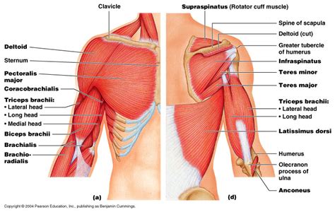 The human shoulder is made up of three bones: Manual Muscle Testing - Shoulder