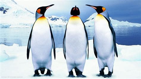 Penguin Three Emperor Penguins Bird Antarctica Hd