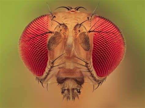 Https Flic Kr P Zjb Cp A Fruit Fly Studio Stacking Focus By