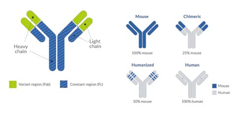 Monoclonal Antibodies Mab Principle Procedure Types And