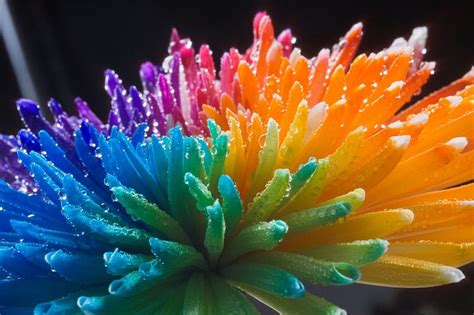 Rainbow Flower Flower Colorful Rainbow Wet Hd Wallpaper Peakpx