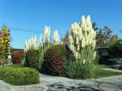 Curbside pickup · savings spotlights · everyday low prices Pampas grass in 2020 | Pampas grass landscape, Ornamental ...