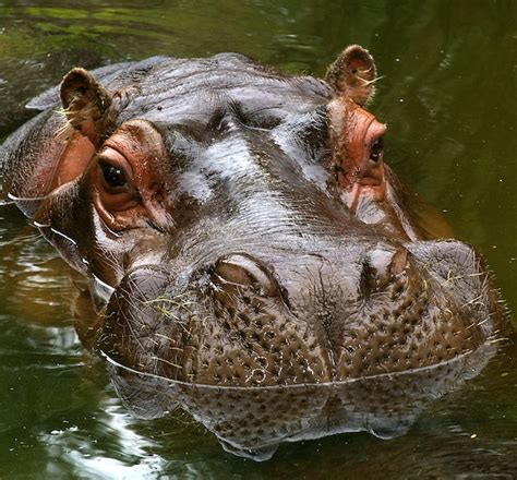 Common Hippopotamus Hippoworlds