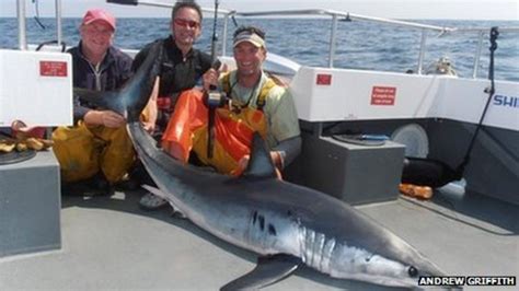 Mako Shark Caught Off Pembrokeshire By Julian Lewis Jones And Crew Bbc News