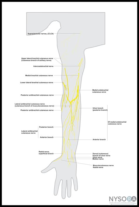 Lateral Antebrachial Cutaneous Nerve Injury