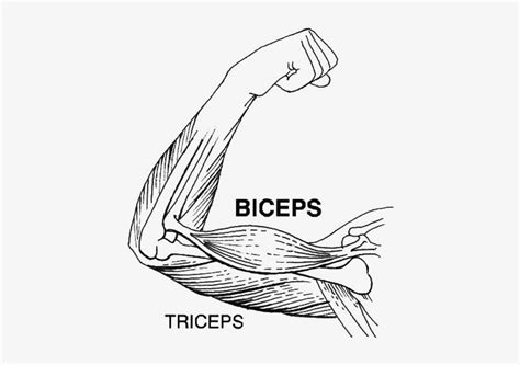 How To Draw Bicep This Tutorial Is Available In Blog Format And Video