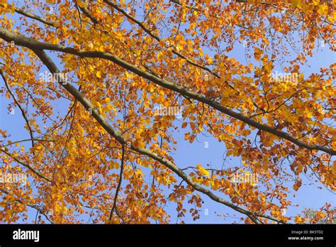 Beech Tree In Autumn Spessart Bavaria Germany Stock Photo Alamy