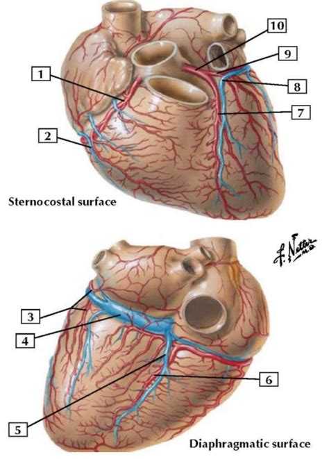 Coronary Arteries And Veins Diagram Quizlet