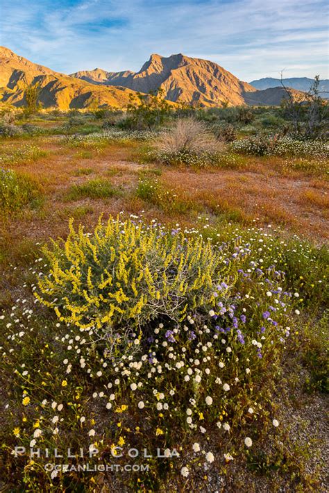 Wildflowers In Spring During The 2017 Superbloom Anza Borrego Desert