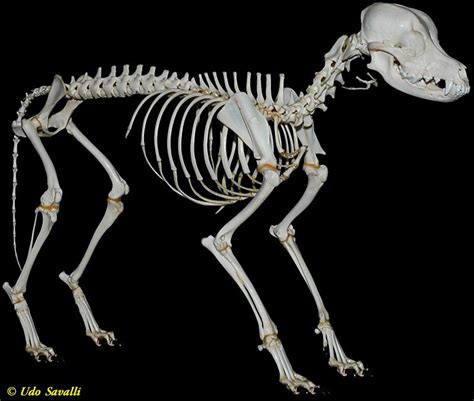 Dog Skeleton Animal Skeletons Dog Anatomy