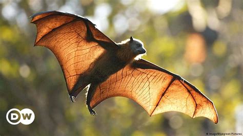 Australia Heat Wave Brain Frying Bats Dw 01092018