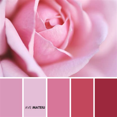 Pink Rose Close Up Color Palette 370 Ave Mateiu Rosé Close Up