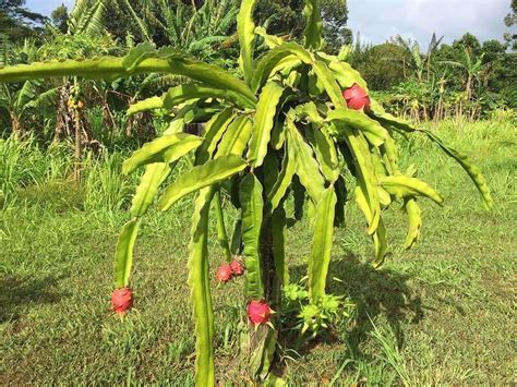 There are 199 dragon fruit vine for sale on etsy, and they cost $19.43 on average. Did I tell you about the dragon fruits on Maui? Pics a