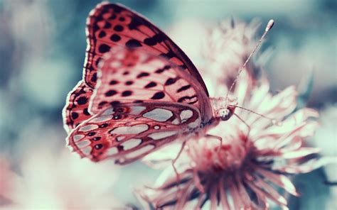 1,000+ vectors, stock photos & psd files. pink, Butterfly, Animal, Insect, Flower Wallpapers HD ...