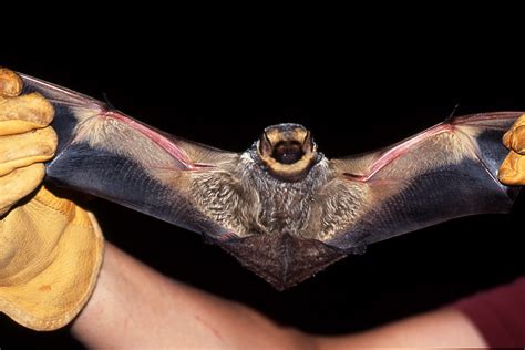 Turnbull Nwr Hoary Bat