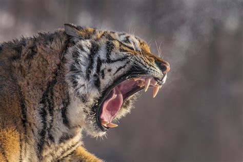 Siberian Tiger Growling Photograph By Jim Zuckerman Pixels