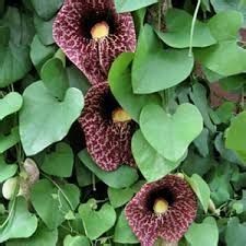 Print filter pipeline has stopped working. Dutchmans pipe vine zone 5-8 grows 20 ' host plant to ...