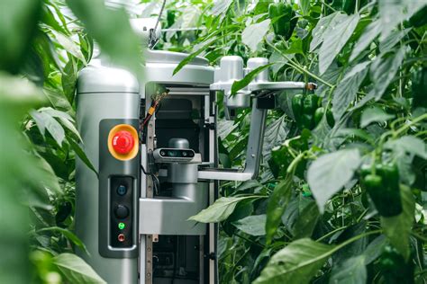 An Automatic Pepper Harvesting Robot In Japan Salam Groovy Japan