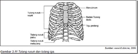 Sindrom patau adalah kelainan/cacat pada manusia yang dapat terjadi karena adanya mutasi kromosom, dengan cirinya adalah …. Tulang Badan - Pembagian dan Struktur - Pengertian