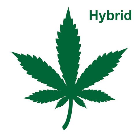 Guide To Hybrid Cannabis Part 1 Og Medicinals