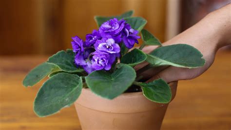 How To Transplant Or Repot African Violets
