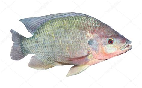 The Tilapia Fish Oreochromis Mossambicus — Stock Photo © Vladvitek