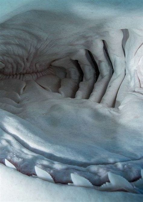 Inside The Mouth Of A Shark Barnorama